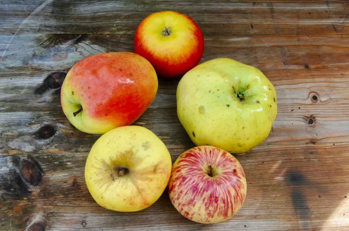 Man sieht Äpfel in einem Obstgarten.